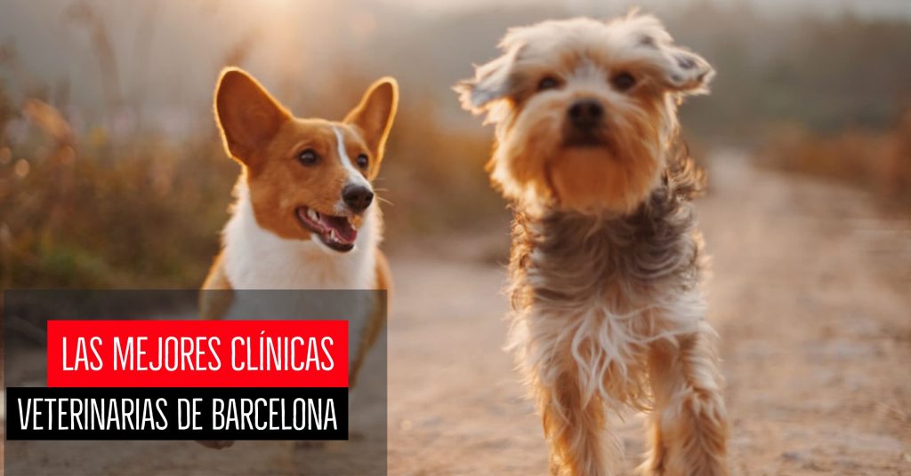 Las mejores clínicas veterinarias de Barcelona