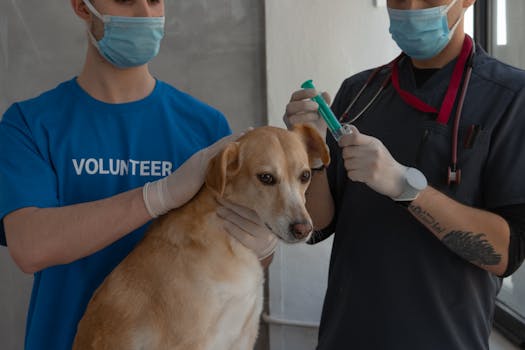 Las mejores clínicas veterinarias de urgencia 24h en Barcelona